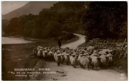 Schaafe - sheep - Homeward Bound -127114