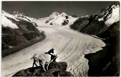 Blick vom Eggishorn - Aletschgletscher - Ziegen Goats -133318