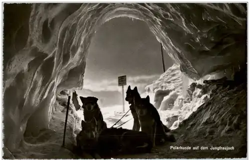 Polarhunde auf dem Jungfraujoch -133302