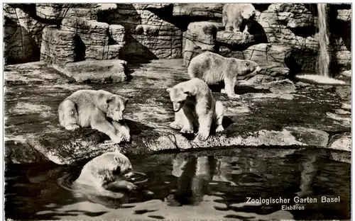Basel - Zoologischer Garten - Eisbär -134080