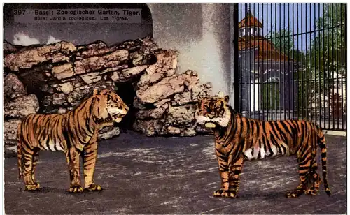 Basel - Zoologischer Garten - Tiger -134100