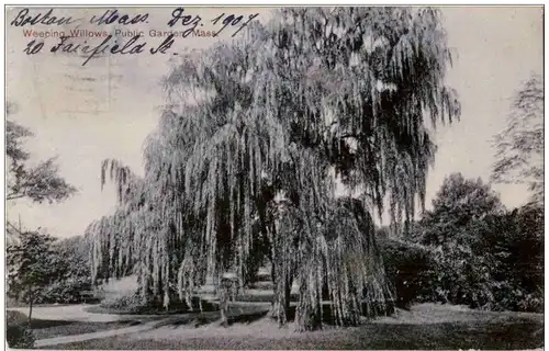 Weeping Willows Public Garden -137784