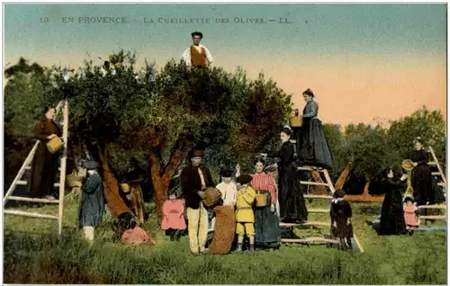 en Provence - La Cueilette des Olives -9336