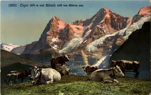 Eiger und Mönch - Kühe -145624