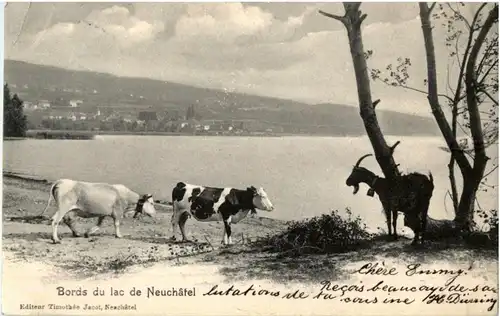 Bords du lac de Neuchatel - Kühe Ziege -146534
