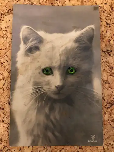 Katze - Plastikaugen -189250