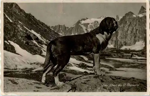 Chien du St. Bernard -145464