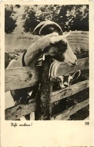 Ziege - Goat -149664
