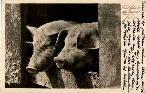 Schwein - Pig -149634