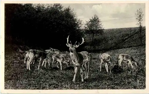 Goslar - Wildgehege der Sennühle - Rehe -149478