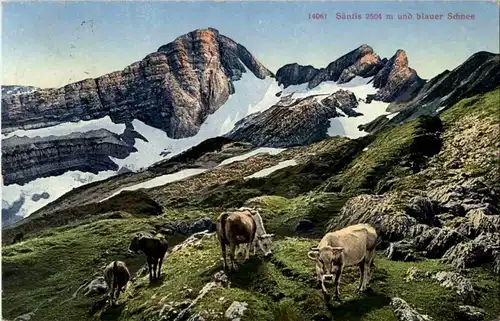 Säntis und blauer Schnee - Kühe -148542