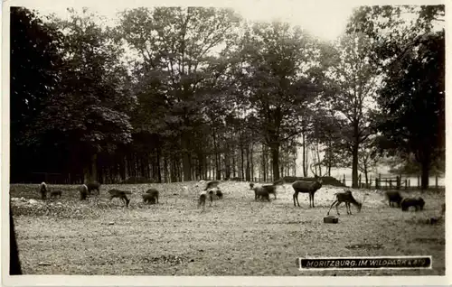 Moritzburg - Im Wildpark - Rehe -149490