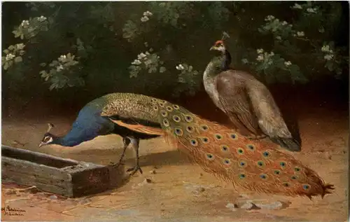 Pfau -149644