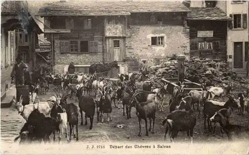 Depart des Chevres a Salvan - Ziegen Goat -153168