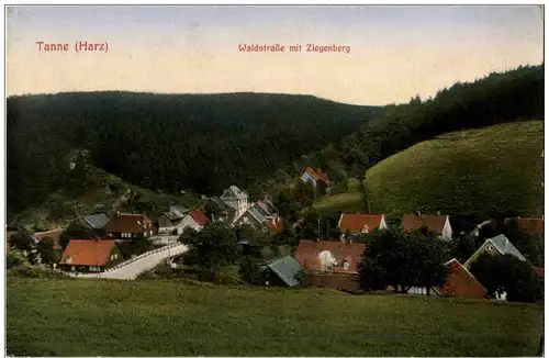 Tanne Harz -112874