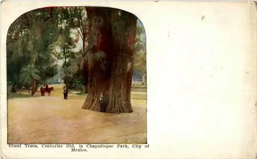 Mexico - Giant Tree -155752