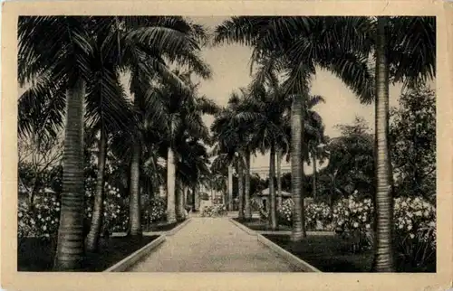 Habana - Calle de Palmas -155478