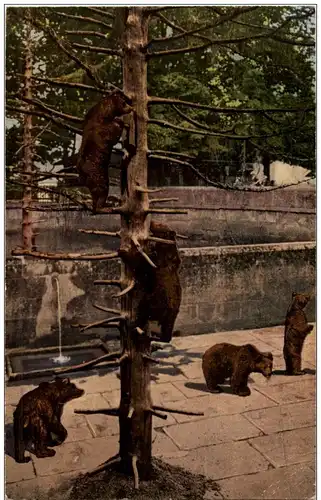 Bern - Bärengraben -114658