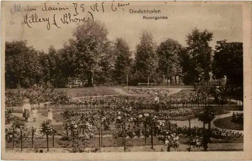 Diedenhofen - Rosengarten -155238