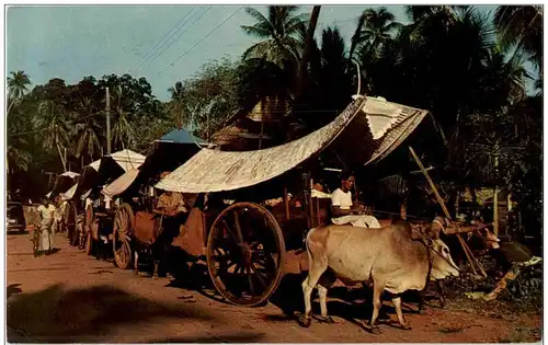 Malacca - Bullock Carts -115704