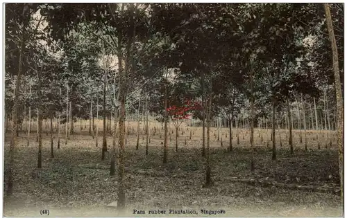 Singapore -Para Rubber Plantation -115776