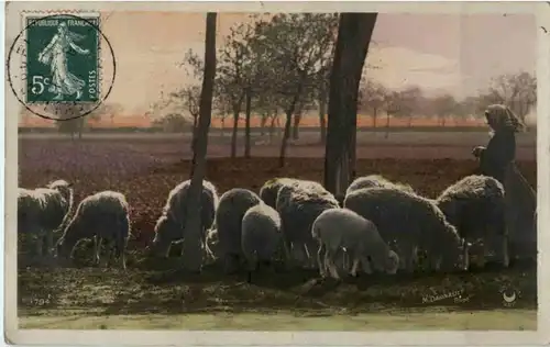 Schafe Sheep -155516