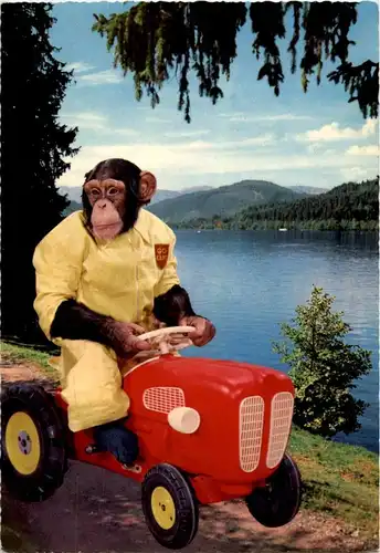 Affe auf Traktor -158688