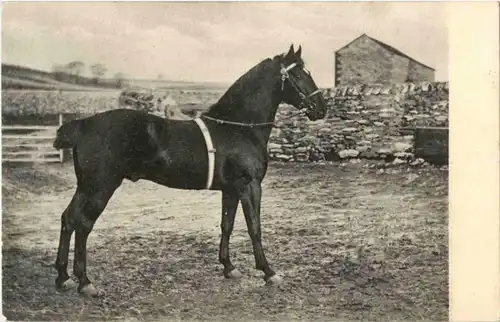 Pferd - Horse -158356