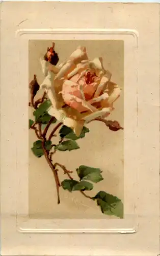Catherina Klein - Rose -158554