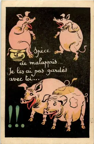 Schweine Pig -158336