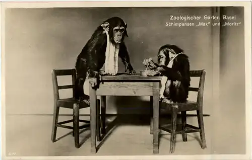 Basel Zoologischer Garten - Schimpansen -160326