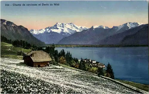 Champ de narcisses et Dents du Midi -159442