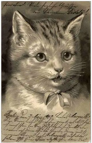 Katzen - Litho -121438