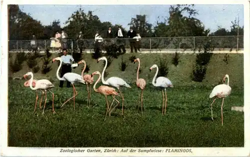 Zürich - Zologischer Garten - Flamingo -163348