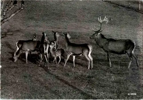 Langnau am Albis - Wildpark Langenberg - Hirsche -167486