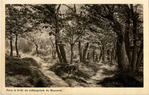 Dans la foret de chataigniers du Bouveret -167226