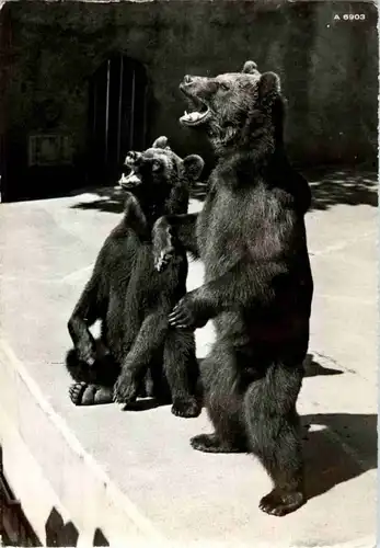 Langnau am albis - Wildpark Langenberg - Braunbären - Bear -167504