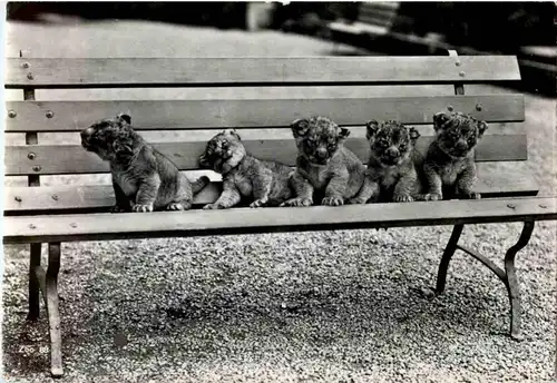 Zürich - Zoo - Löwen - Lion -167496