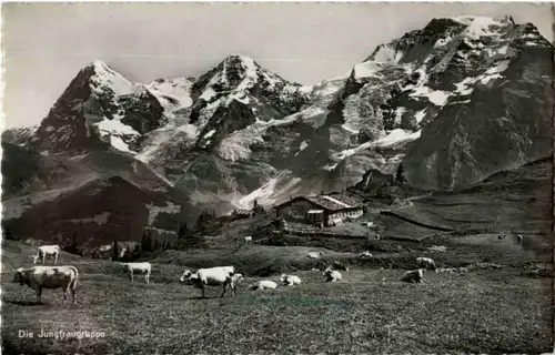 Die Jungfraugruppe mit Kühen -168644
