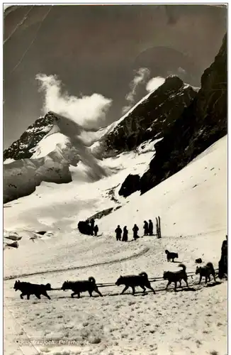 Jungfraujoch - Polarhunde -134086
