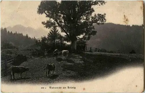 Brünig Viehweide -N4934