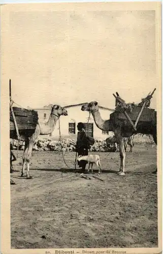 Djibouti - Camel -182890
