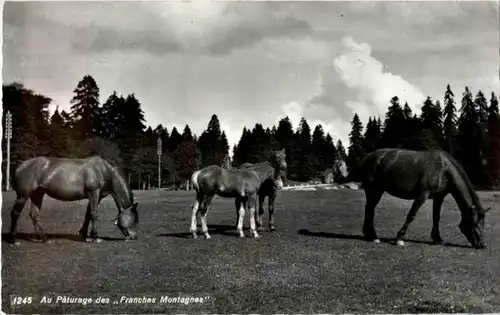 Au Paturage des Franches Montagnes - Horse -180384