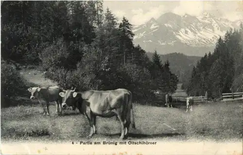 Brünig mit Oltschihörner - Cow Kuh -N5084