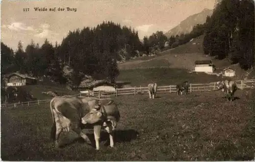 Lungern - Weide auf der Burg - Kuh Cow -N5086