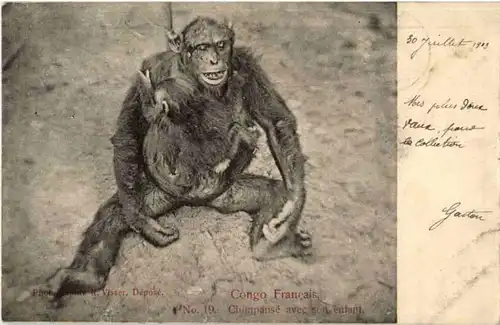 Chimpanse avec son enfant - Monkey -182886