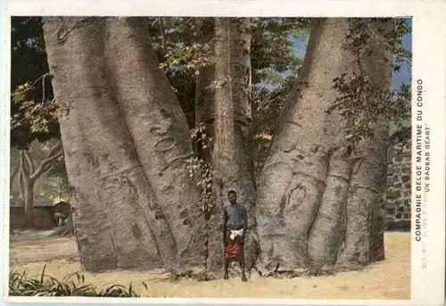 congo - un Baobab giant -183354