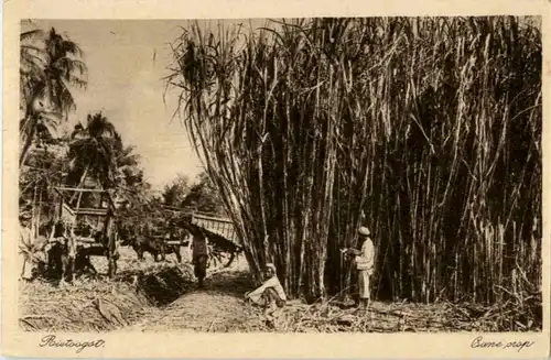 Soerabaia - Cane crop -183068