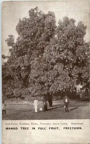 Sierra Leone - Freetown - Mango Tree -183226