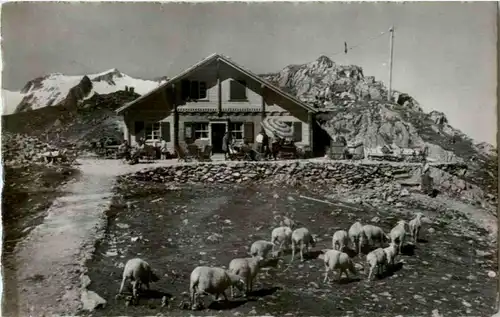 Sustenpass mit Schafen -180654